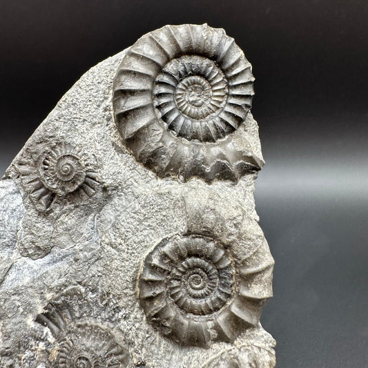 Arnioceras ammonite shell fossil with box and stand - Whitby, North Yorkshire Jurassic Coast Yorkshire Fossils