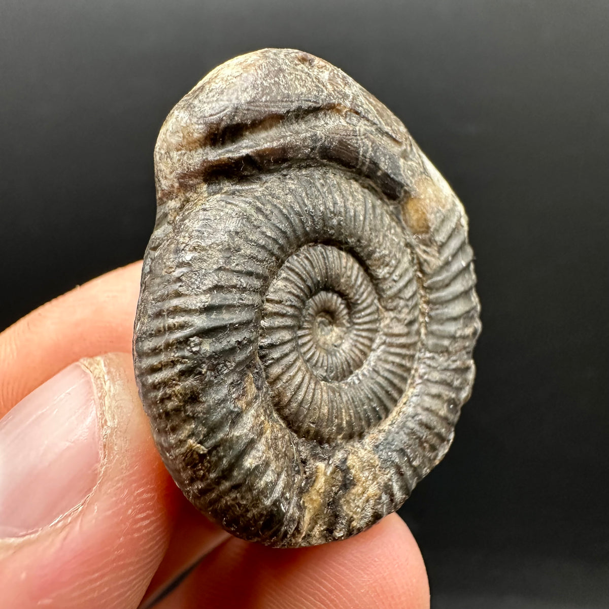 Snakestone Ammonite Fossil With Bag/Box And Stand - Whitby, North Yorkshire Jurassic Coast Yorkshire Fossils