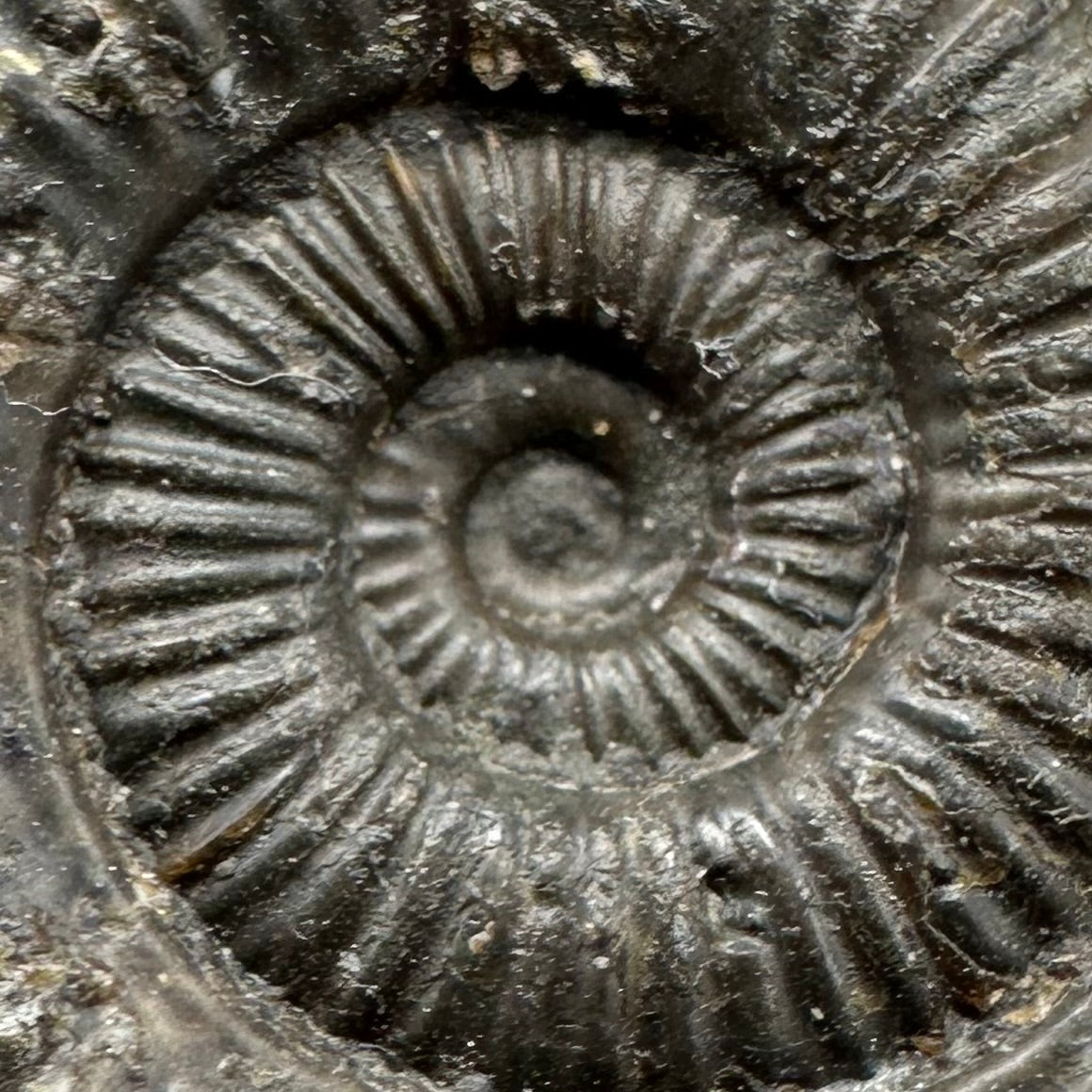 Dactylioceras Ammonite Fossil With Box And Stand - Whitby, North Yorkshire Jurassic Coast Yorkshire Fossils