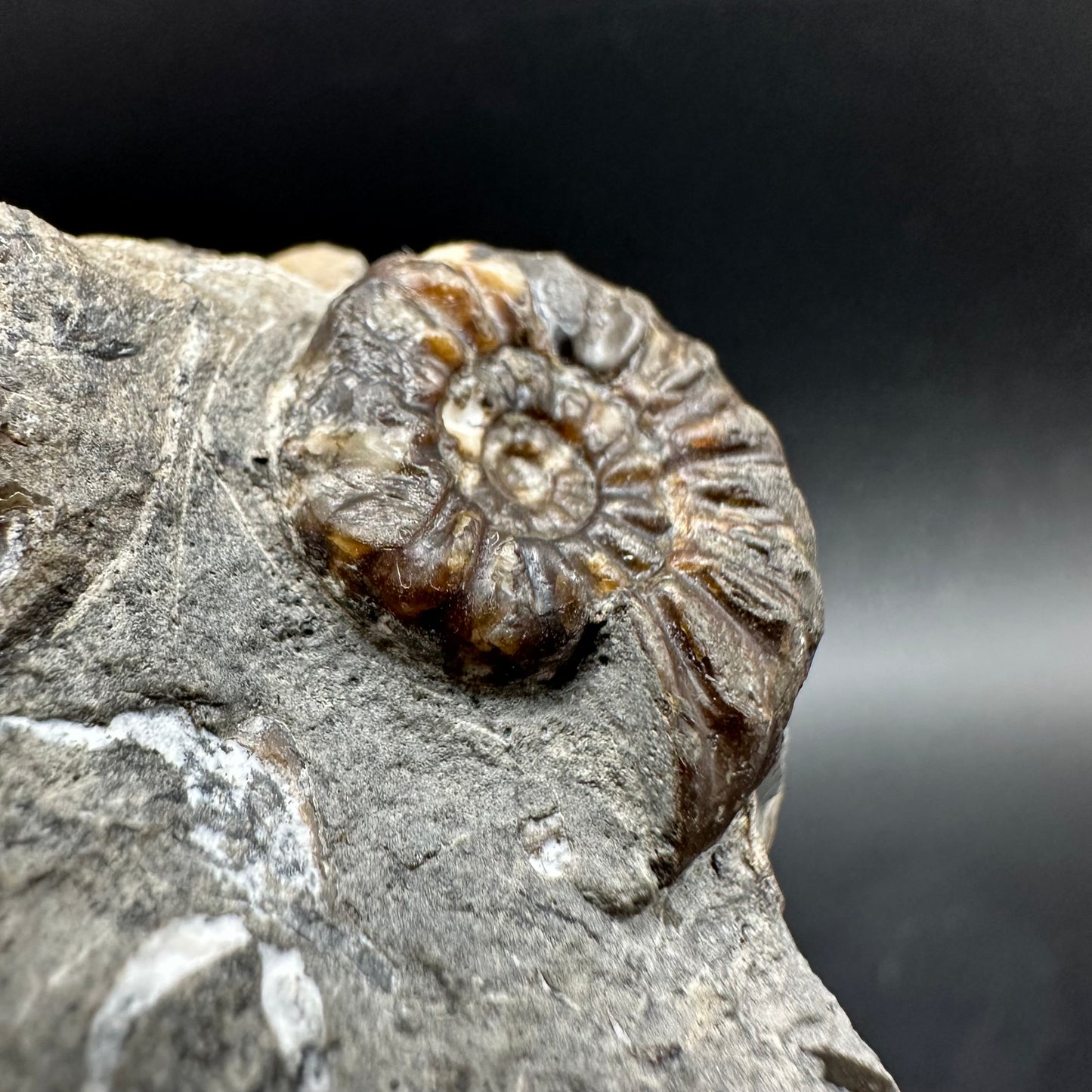 Amaltheus subnodosus Ammonite fossil with box and stand - Whitby, North Yorkshire Jurassic Coast Yorkshire Fossils