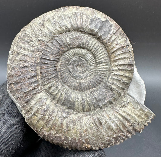 Dactylioceras Ammonite Fossil With Box And Stand - Whitby, North Yorkshire Jurassic Coast Yorkshire Fossils