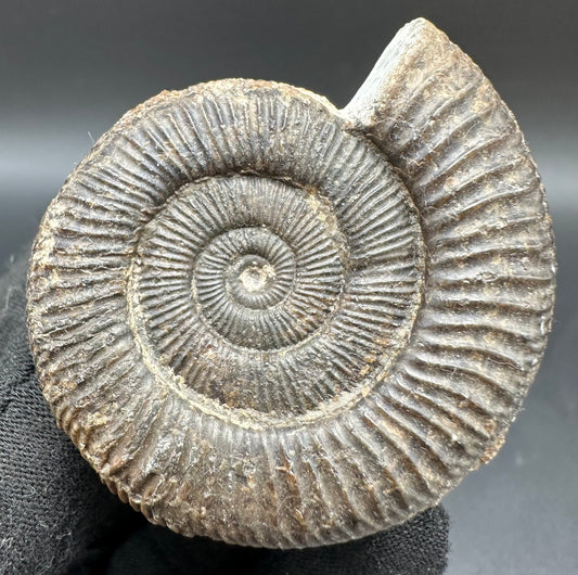 Dactylioceras Ammonite Fossil With Box And Stand - Whitby, North Yorkshire Jurassic Coast Yorkshire Fossils