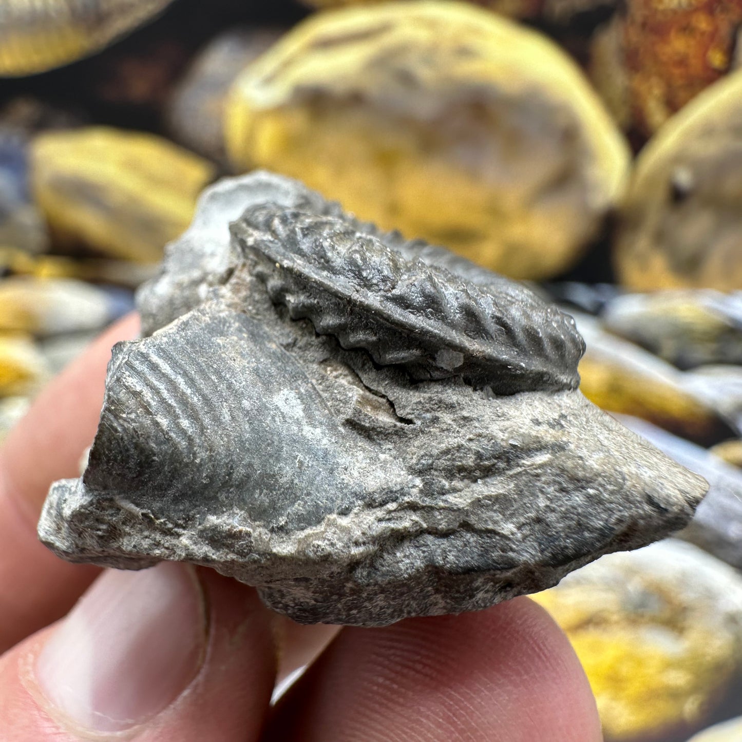 Pleuroceras hawskerense ammonite fossil - Whitby, North Yorkshire Jurassic Coast, Yorkshire fossils