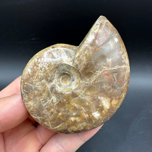 Cleoniceras Ammonite Fossil With Box And Stand - Cretaceous Ammonite Madagascar