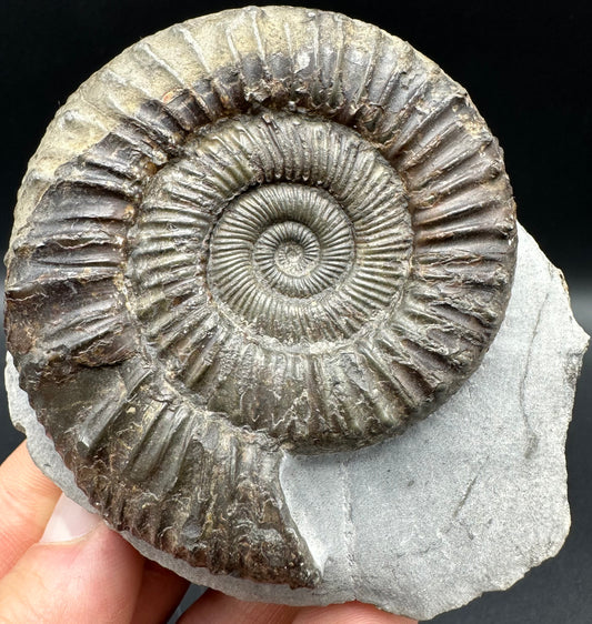 Peronoceras fibulatum Ammonite fossil with box and stand - Whitby, North Yorkshire Jurassic Coast Yorkshire Fossils