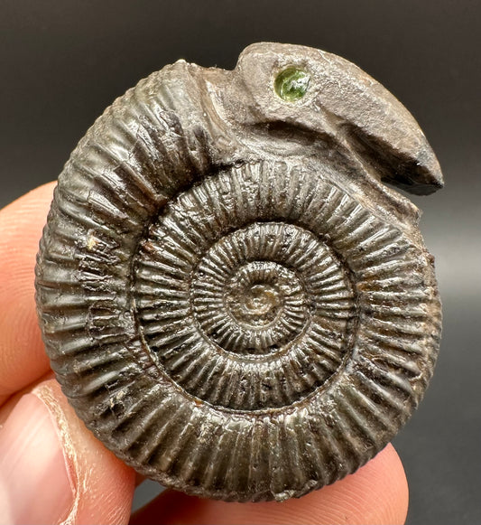 Snakestone Ammonite Fossil With Bag/Box And Stand - Whitby, North Yorkshire Jurassic Coast Yorkshire Fossils