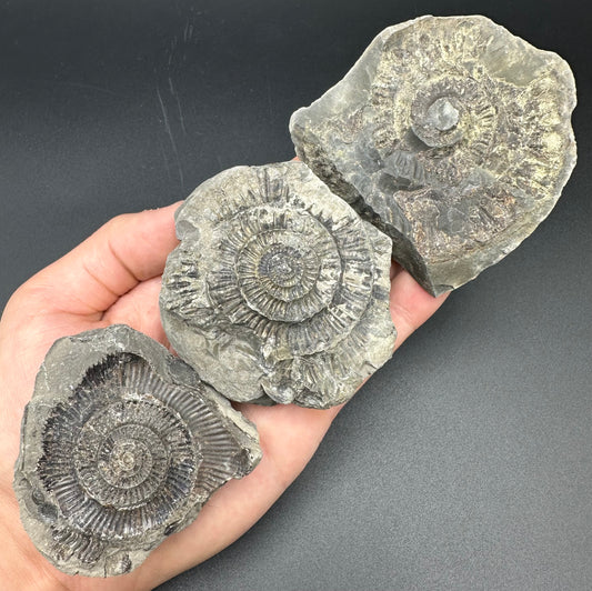 Dactylioceras imprint (negative) bundle ammonite shell fossil with box - Whitby, North Yorkshire, Yorkshire Fossils