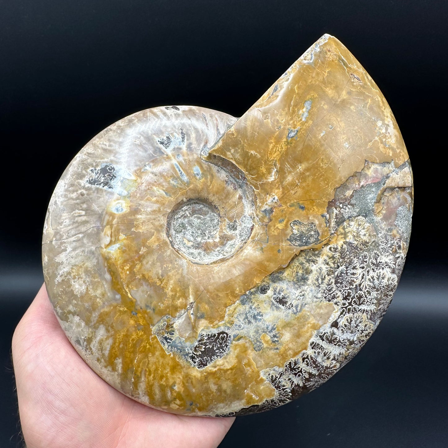 Cleoniceras Ammonite Fossil With Stand - Cretaceous Ammonite Madagascar