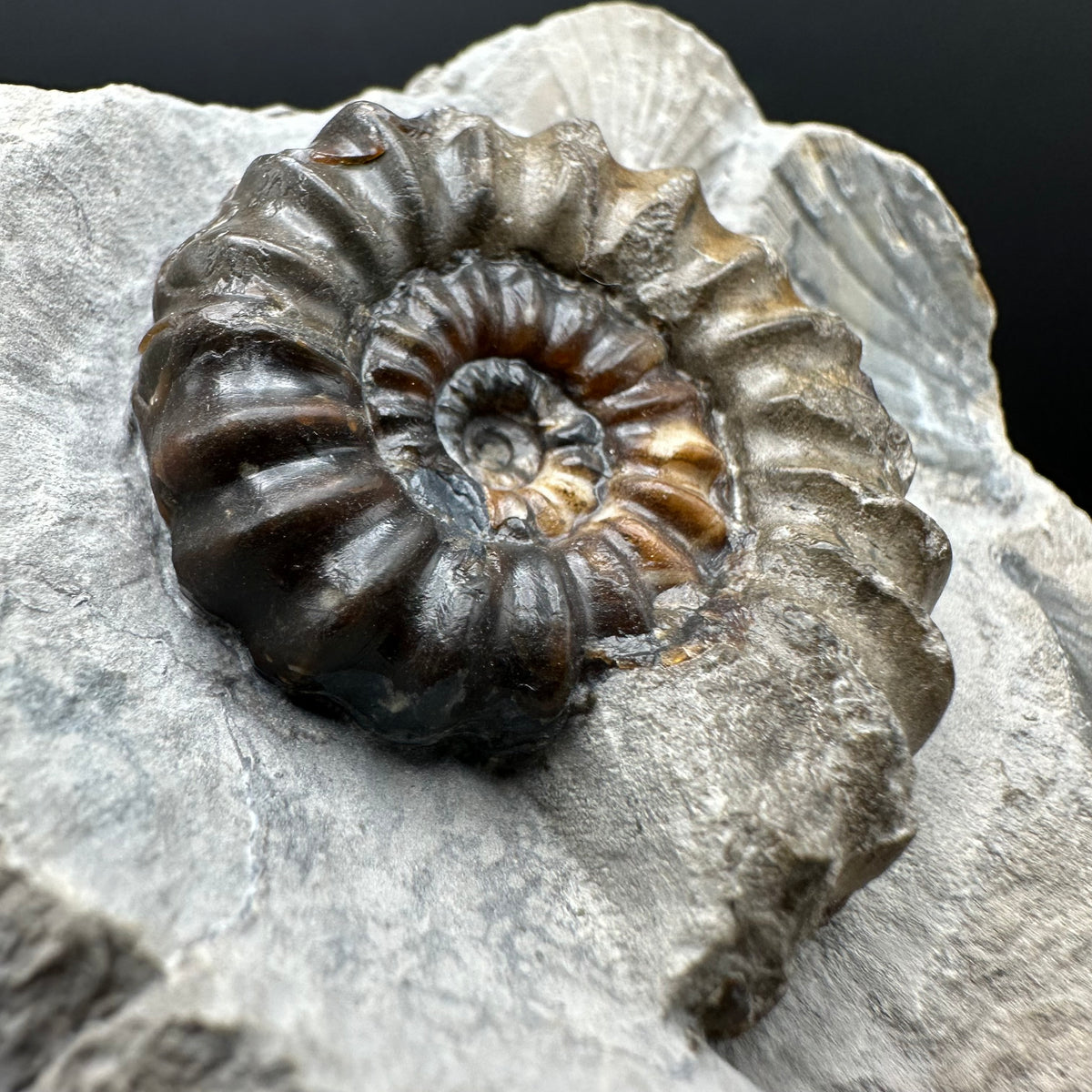 Androgynoceras maculatum ammonite fossil with box and stand - Whitby, North Yorkshire Jurassic Coast Yorkshire Fossils