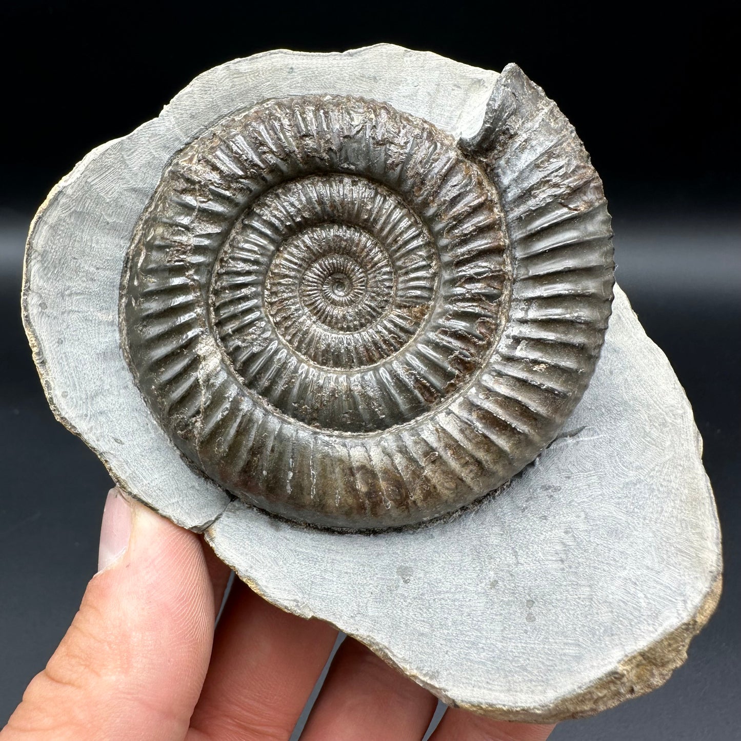 Dactylioceras Ammonite Fossil With Box And Stand - Whitby, North Yorkshire Jurassic Coast Yorkshire Fossils