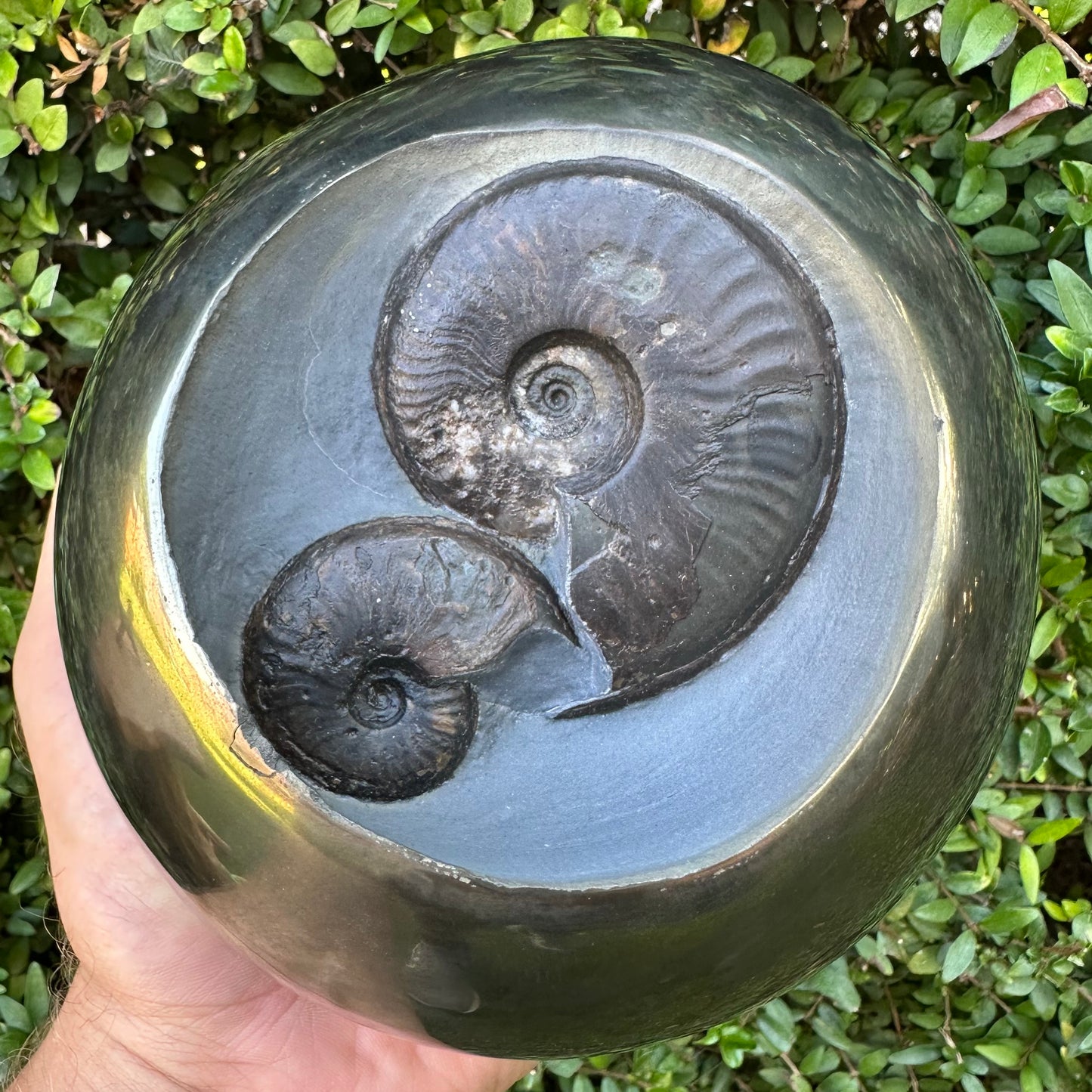 Golden Egg (GENUINE) Ammonite Fossil With Stand - Whitby, North Yorkshire Jurassic Coast Yorkshire Fossils