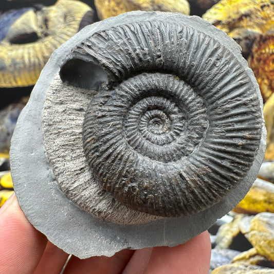 Dactylioceras semicelatum ammonite fossil - Whitby, North Yorkshire