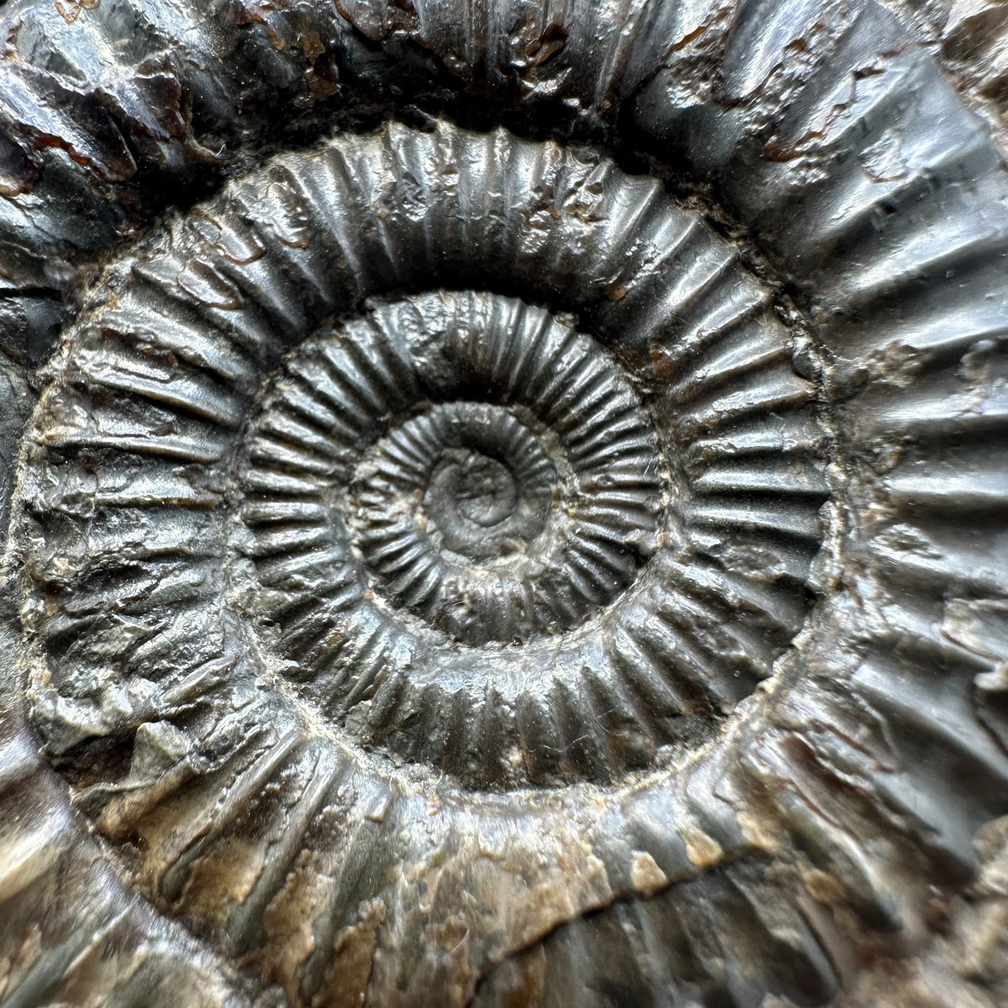 Dactylioceras Ammonite Fossil With Box And Stand - Whitby, North Yorkshire Jurassic Coast Yorkshire Fossils