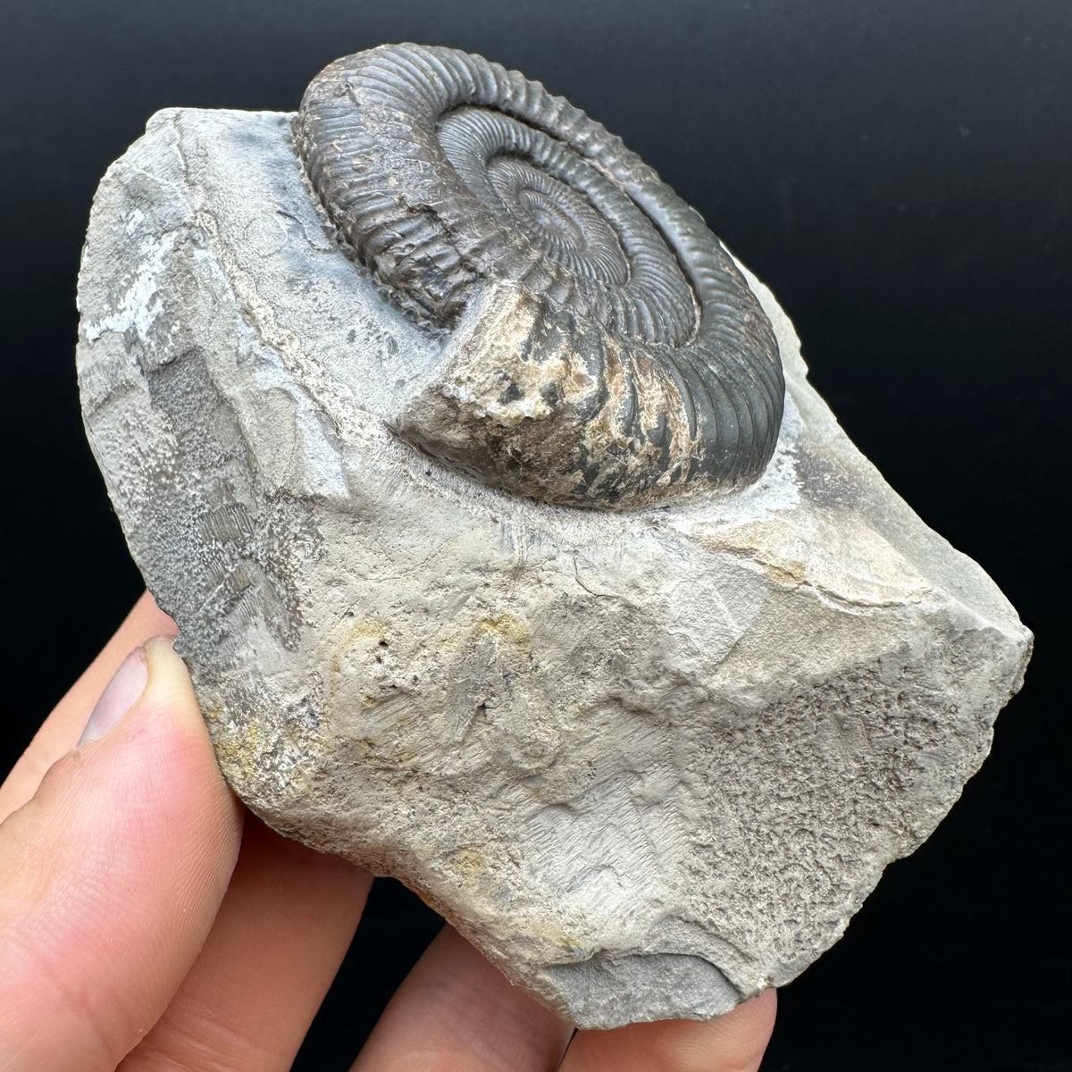 Dactylioceras Ammonite Fossil With box and Stand - Whitby, North Yorkshire Jurassic Coast Yorkshire Fossils