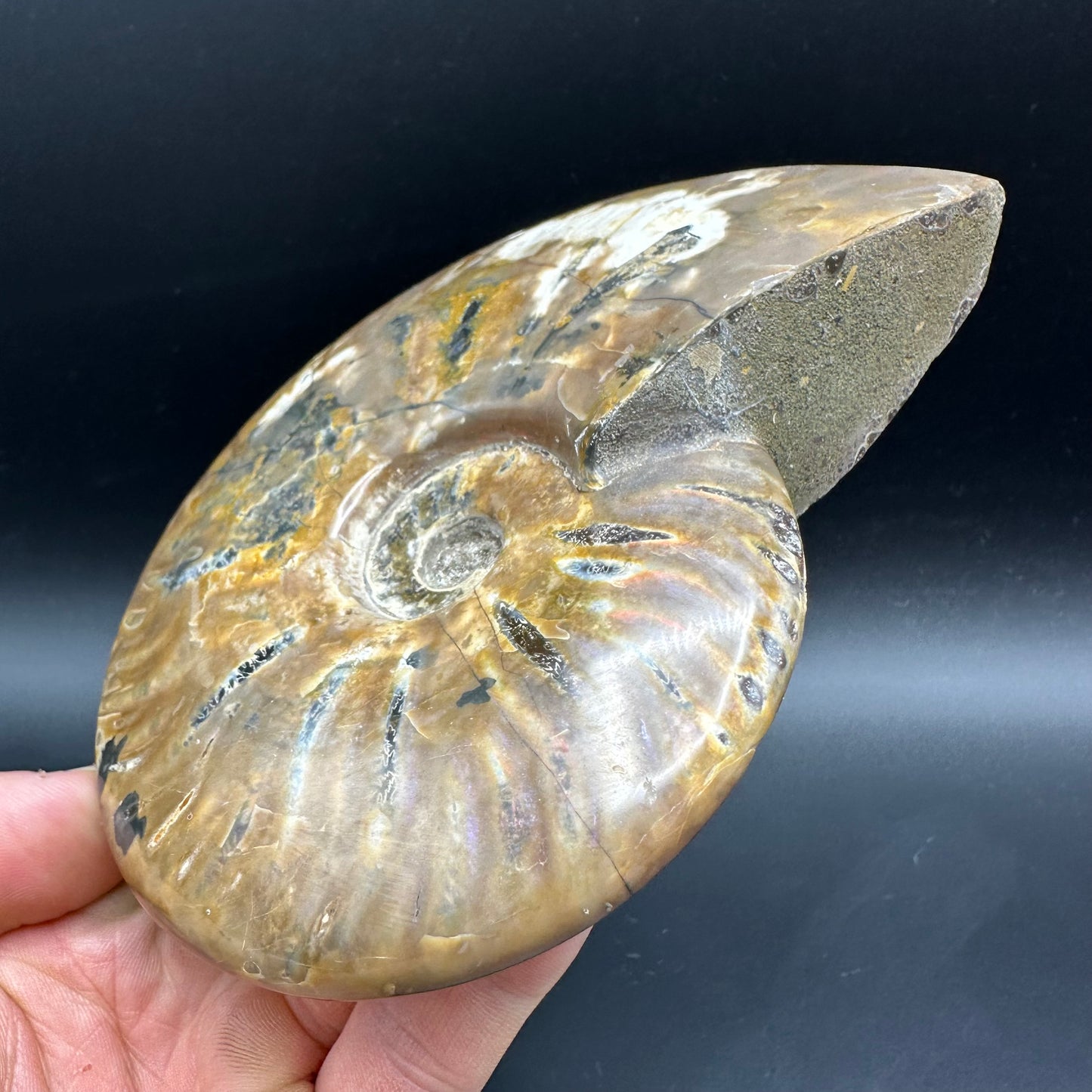 Cleoniceras Ammonite Fossil With Stand - Cretaceous Ammonite Madagascar
