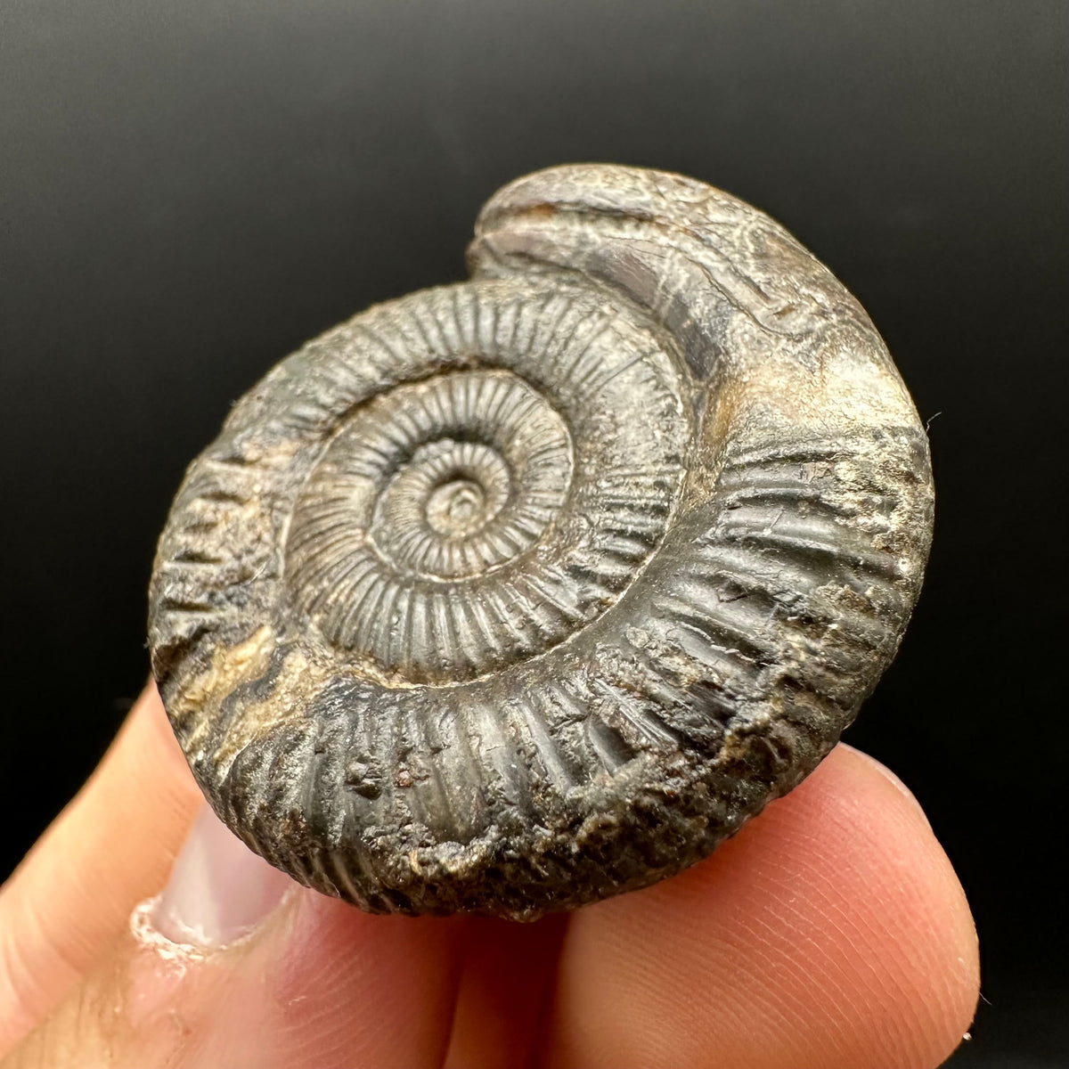Snakestone Ammonite Fossil With Bag/Box And Stand - Whitby, North Yorkshire Jurassic Coast Yorkshire Fossils