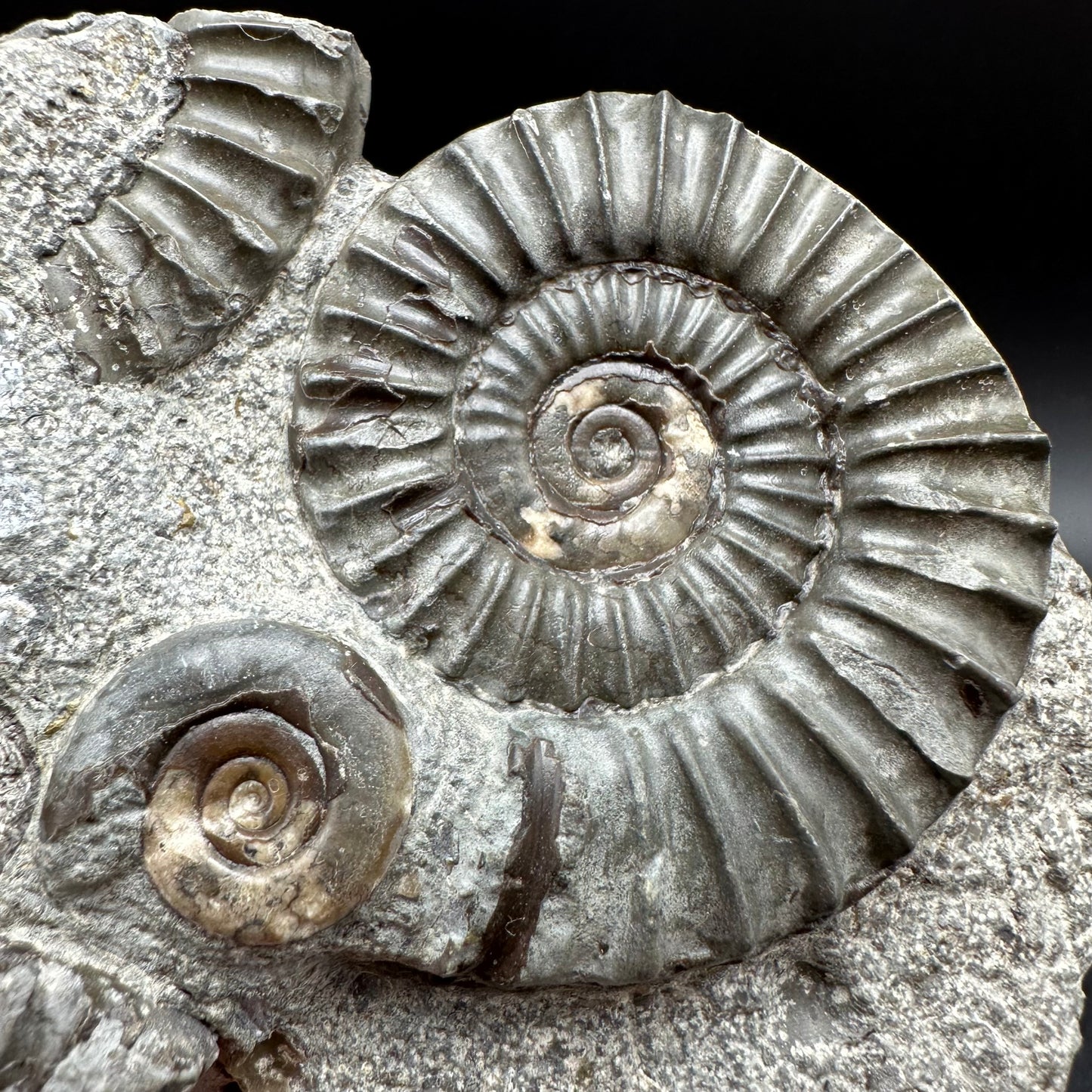 Arnioceras ammonite shell fossil with box and stand - Whitby, North Yorkshire Jurassic Coast Yorkshire Fossils