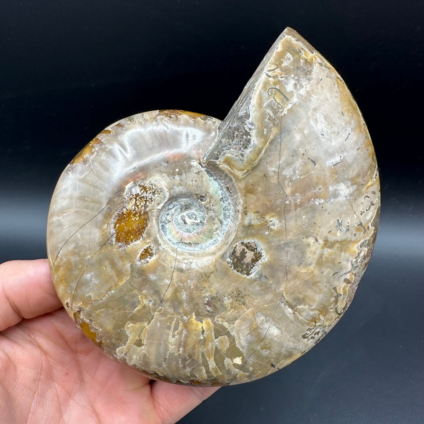 Cleoniceras Ammonite Fossil With Stand - Cretaceous Ammonite Madagascar