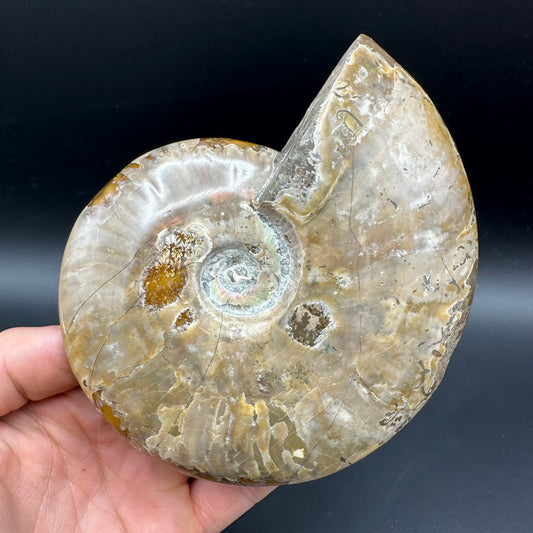 Cleoniceras Ammonite Fossil With Stand - Cretaceous Ammonite Madagascar