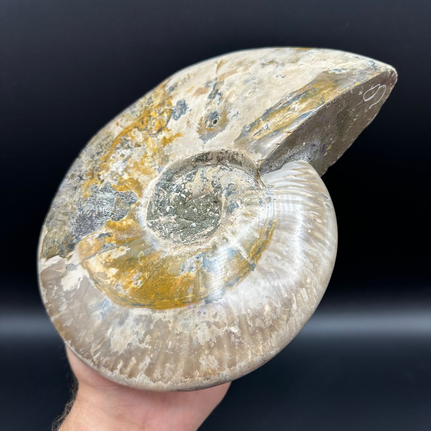 Cleoniceras Ammonite Fossil With Stand - Cretaceous Ammonite Madagascar
