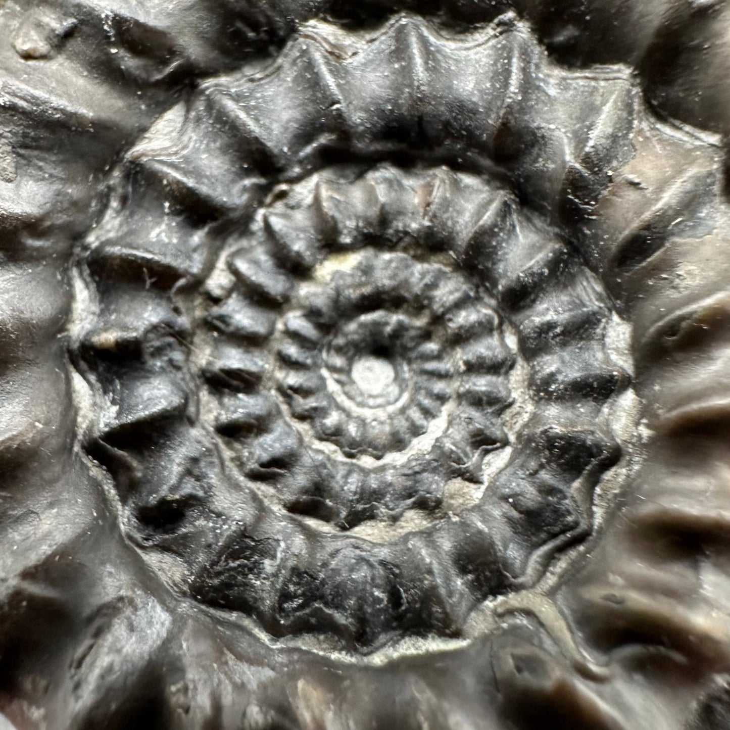 Gagaticeras Ammonite fossil with box and stand - Whitby, North Yorkshire Jurassic Coast Yorkshire Fossils