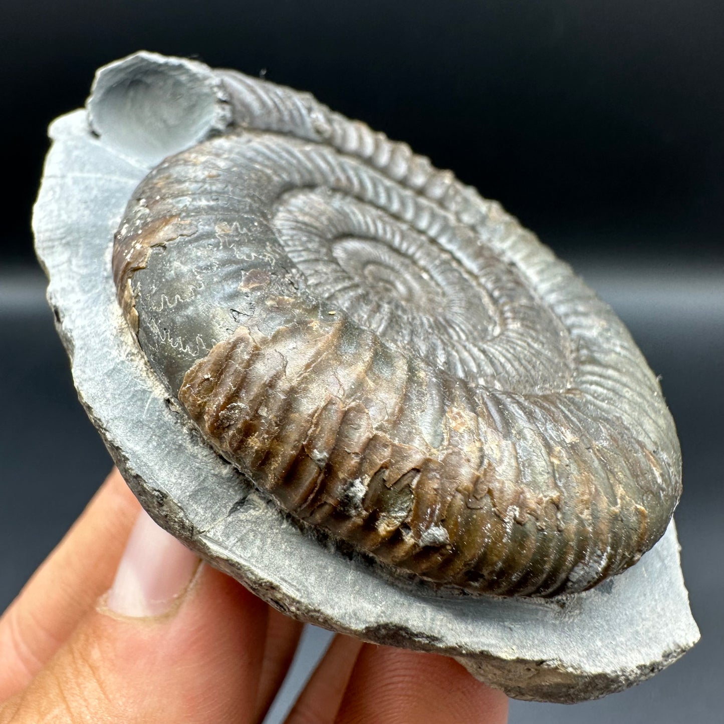 Dactylioceras Ammonite Fossil With Box And Stand - Whitby, North Yorkshire Jurassic Coast Yorkshire Fossils