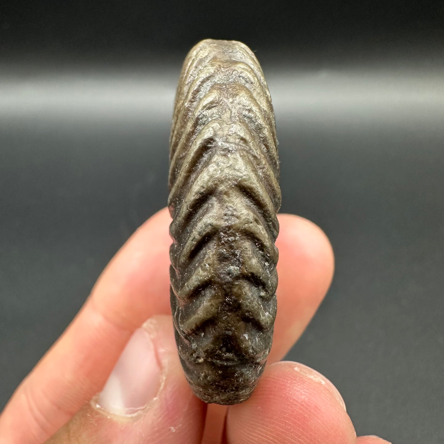 Schlothemia sp. ammonite fossil with box and stand - Whitby, North Yorkshire Jurassic Coast, Yorkshire fossils