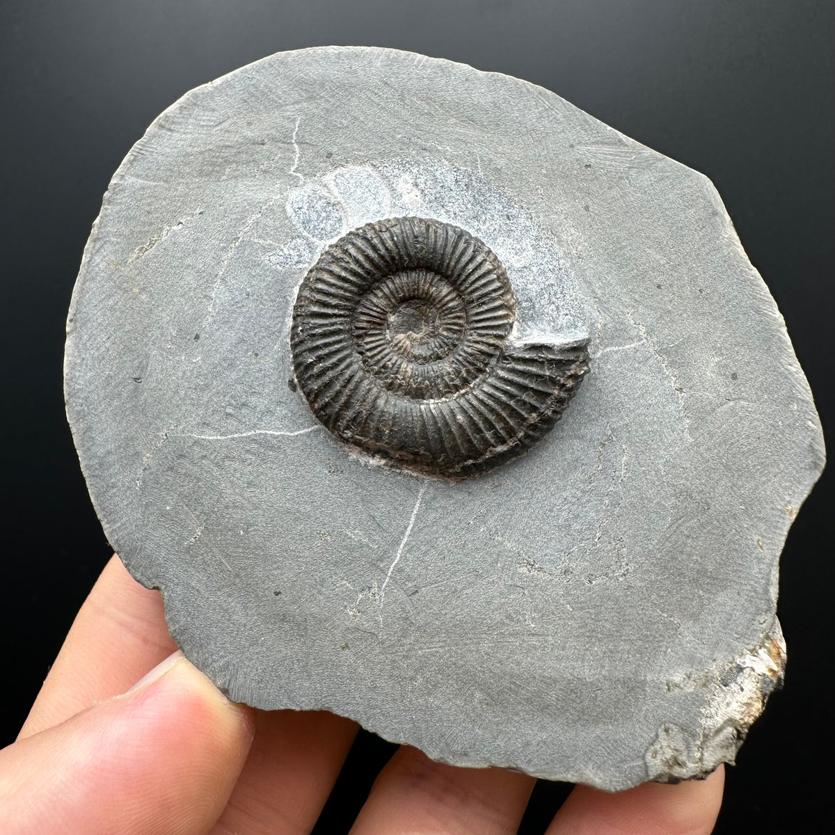 Dactylioceras Ammonite Fossil With box and Stand - Whitby, North Yorkshire Jurassic Coast Yorkshire Fossils