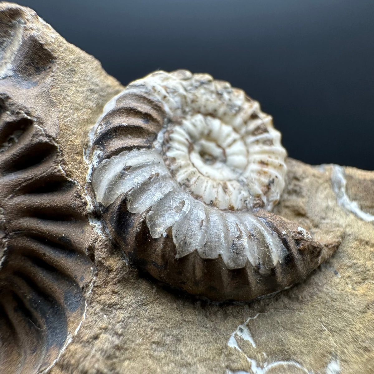 Androgynoceras capricornus Ammonite Fossil With Stand - Whitby, North Yorkshire Jurassic Coast Yorkshire Fossils