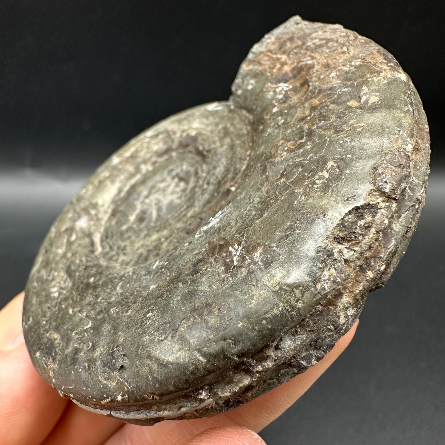 Hildoceras semipolitum Ammonite fossil with box and stand - Whitby, North Yorkshire Jurassic Coast, Yorkshire Fossils from the Jurassic Coast