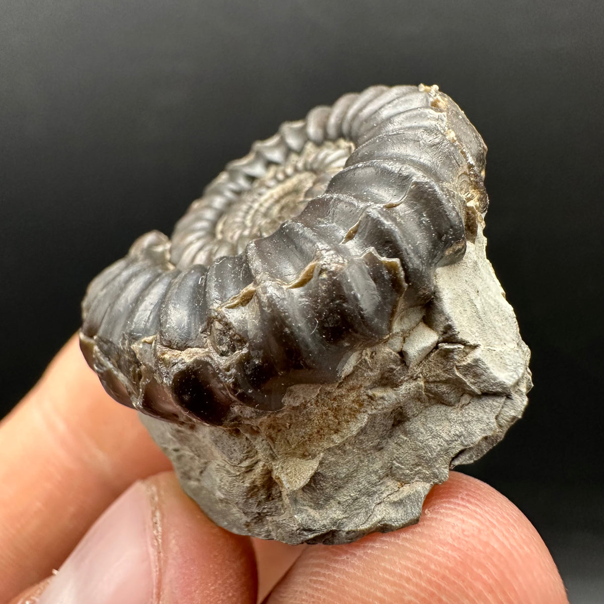 Gagaticeras Ammonite fossil with box and stand - Whitby, North Yorkshire Jurassic Coast Yorkshire Fossils