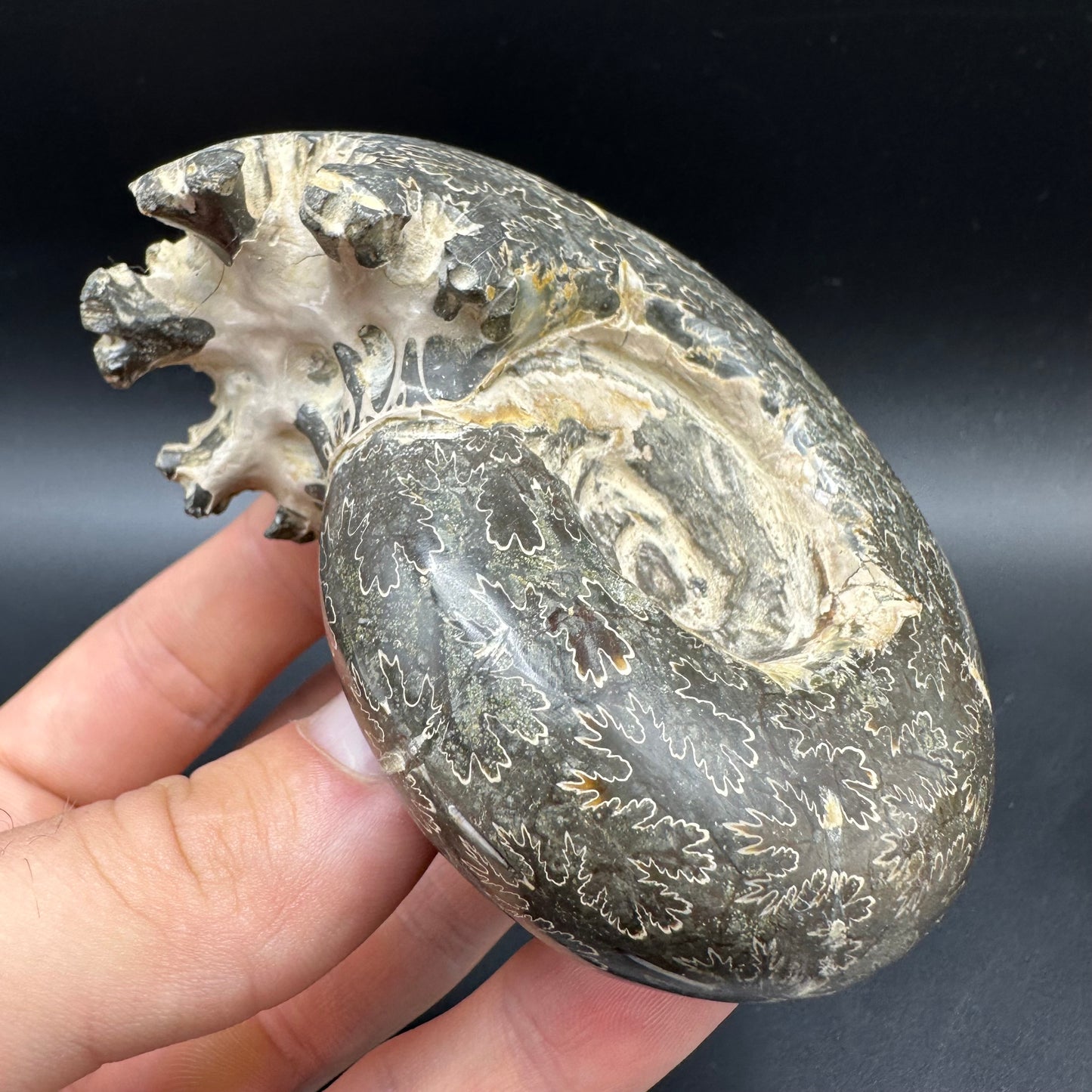 Puzosia Ammonite Fossil With Box And Stand - Cretaceous Ammonite Madagascar