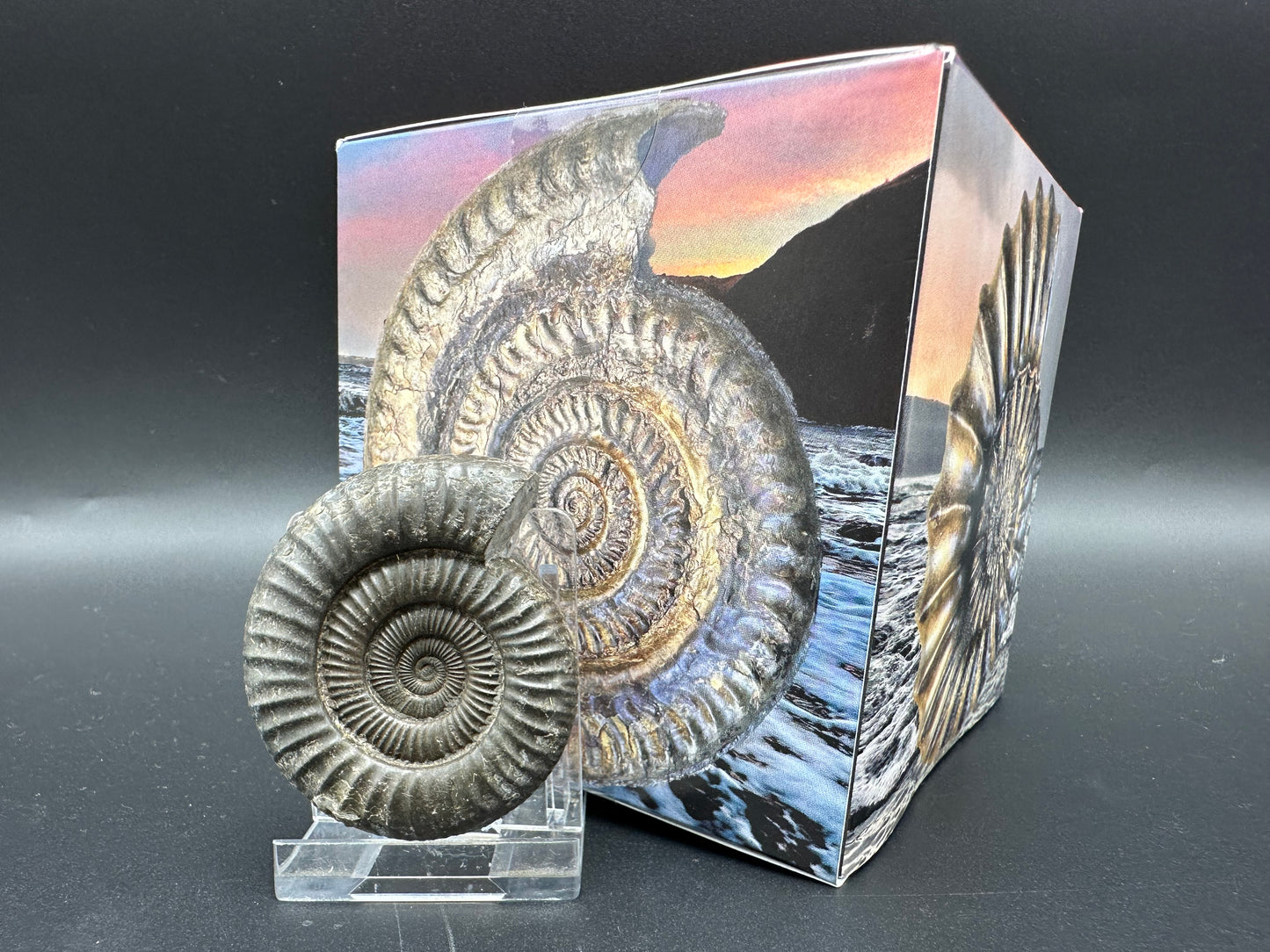 Matrix Free Dactylioceras Ammonite Fossil With Box And Stand - Whitby, North Yorkshire Jurassic Coast Yorkshire Fossils