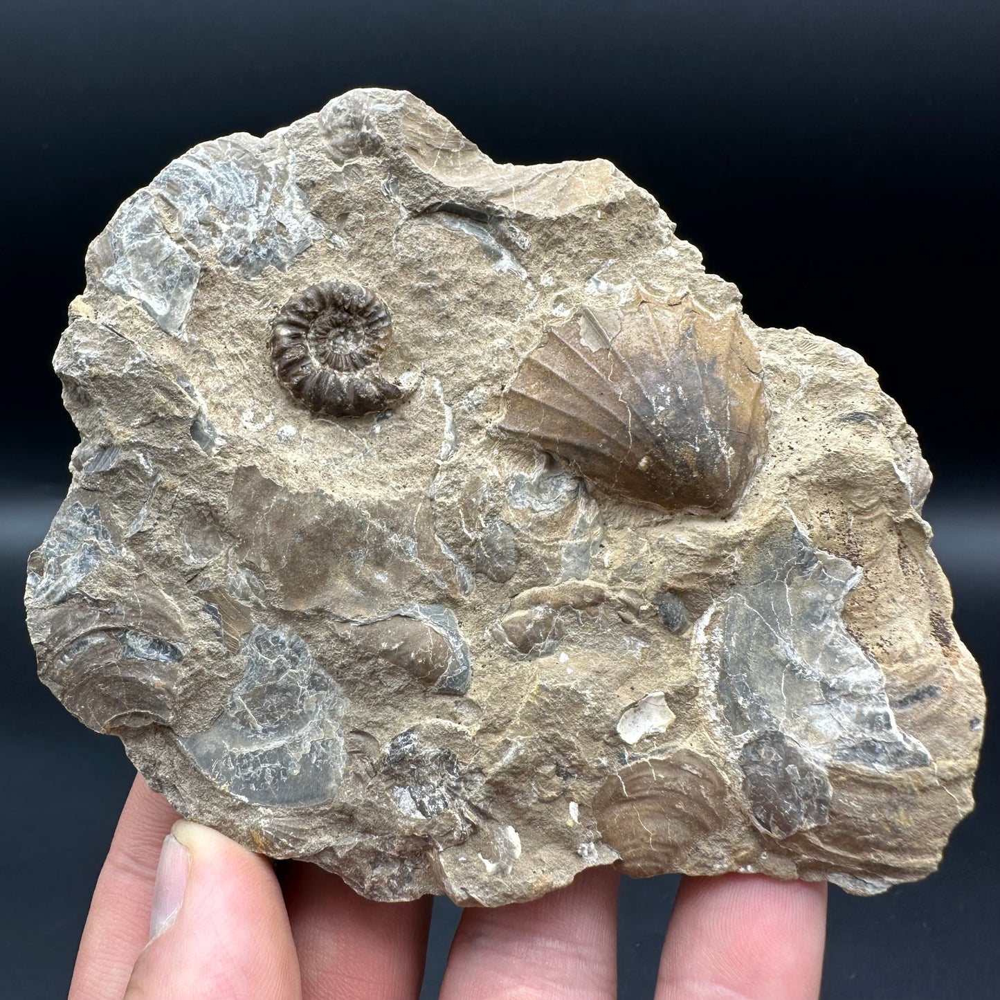 Androgynoceras Capricornus ammonite fossil with box and stand - Whitby, North Yorkshire Jurassic Coast Yorkshire Fossils