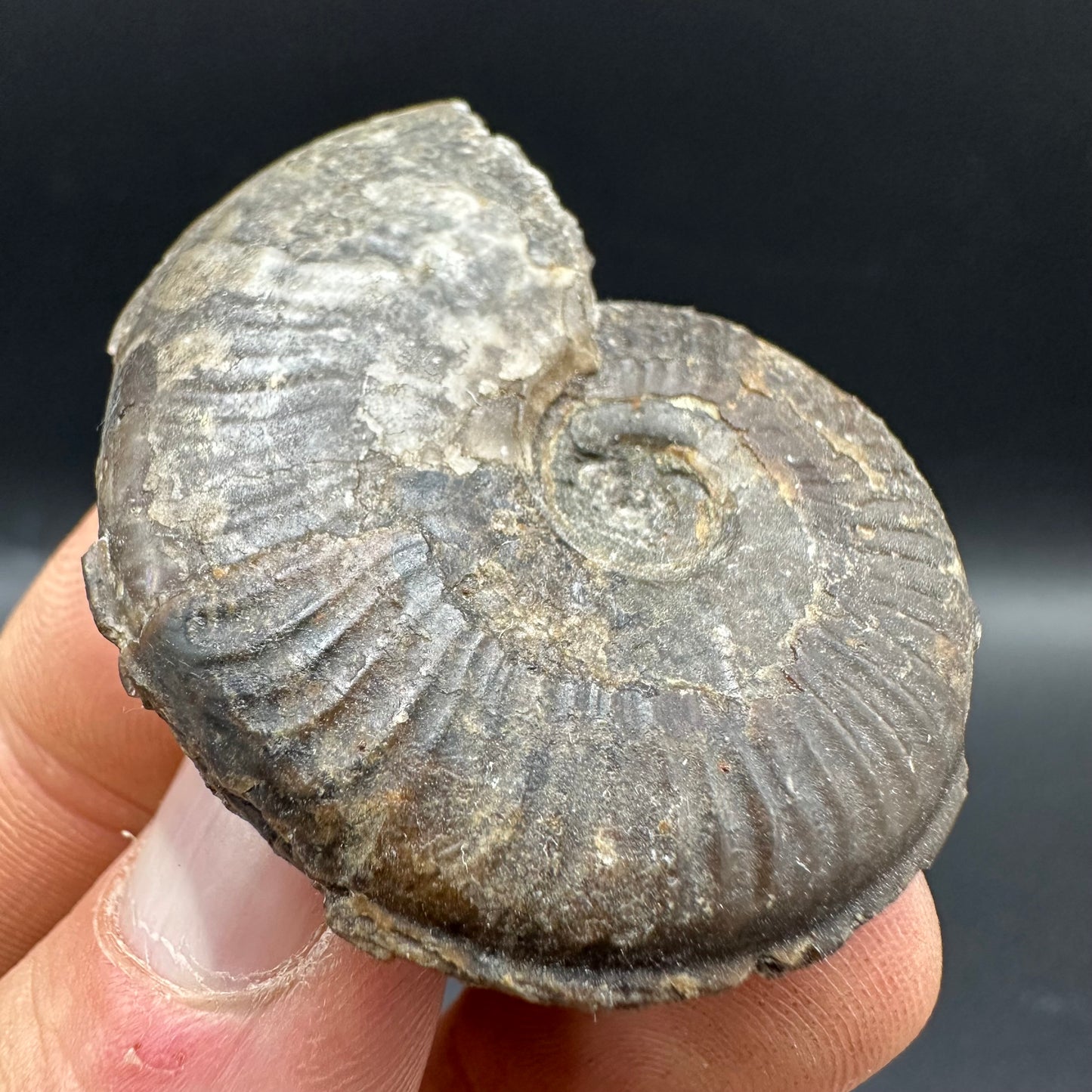 Eleganticeras Elegantulum Ammonite fossil with box and stand - Whitby, North Yorkshire Jurassic Coast, Yorkshire Fossils