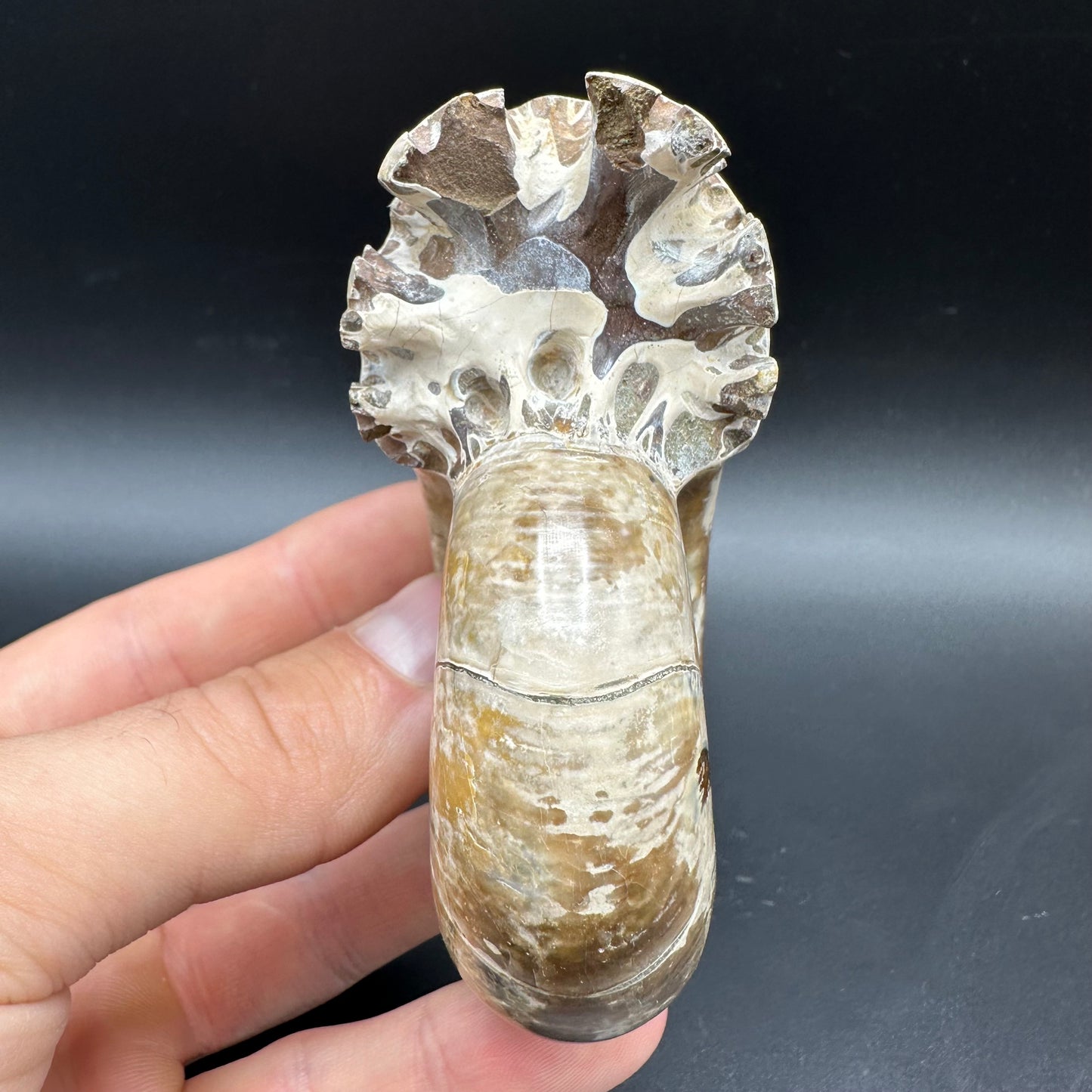 Puzosia Ammonite Fossil With Box And Stand - Cretaceous Ammonite Madagascar