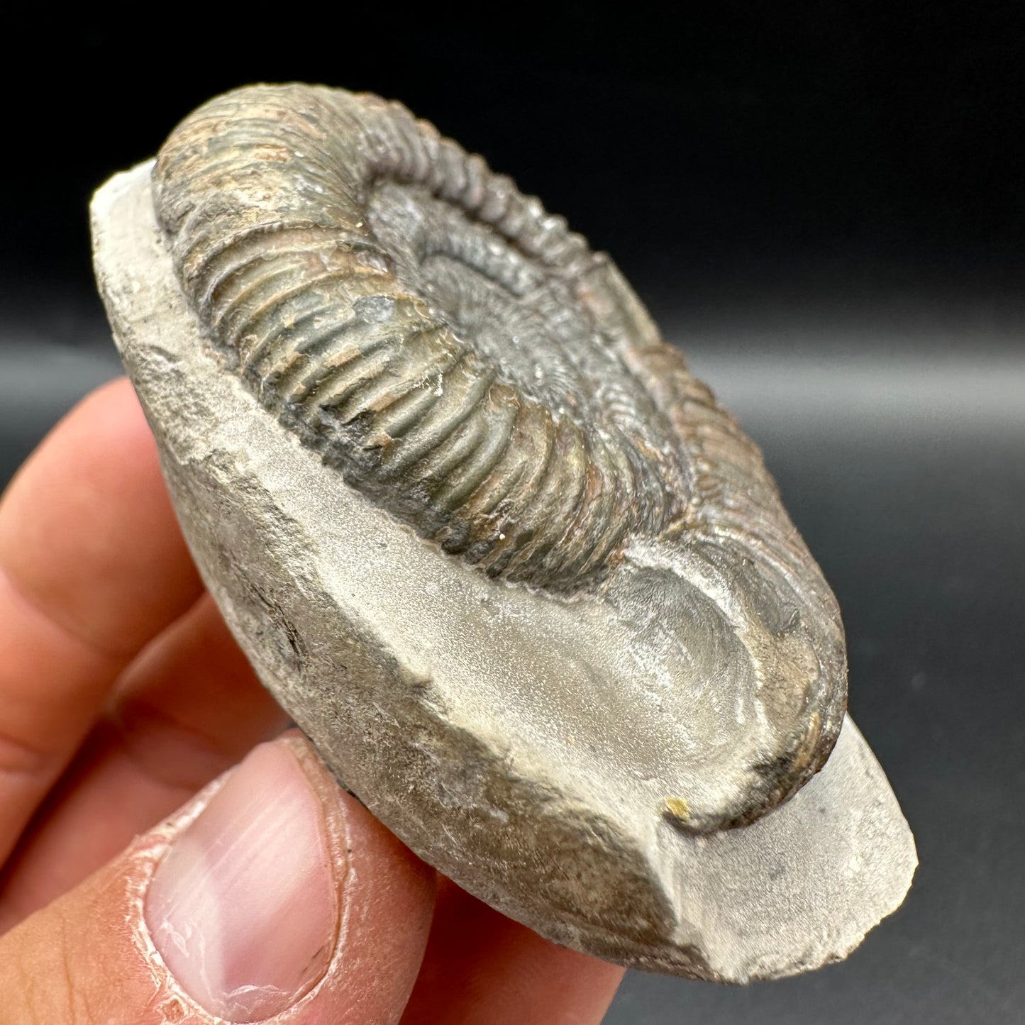 Dactylioceras Ammonite Fossil With Box And Stand - Whitby, North Yorkshire Jurassic Coast Yorkshire Fossils