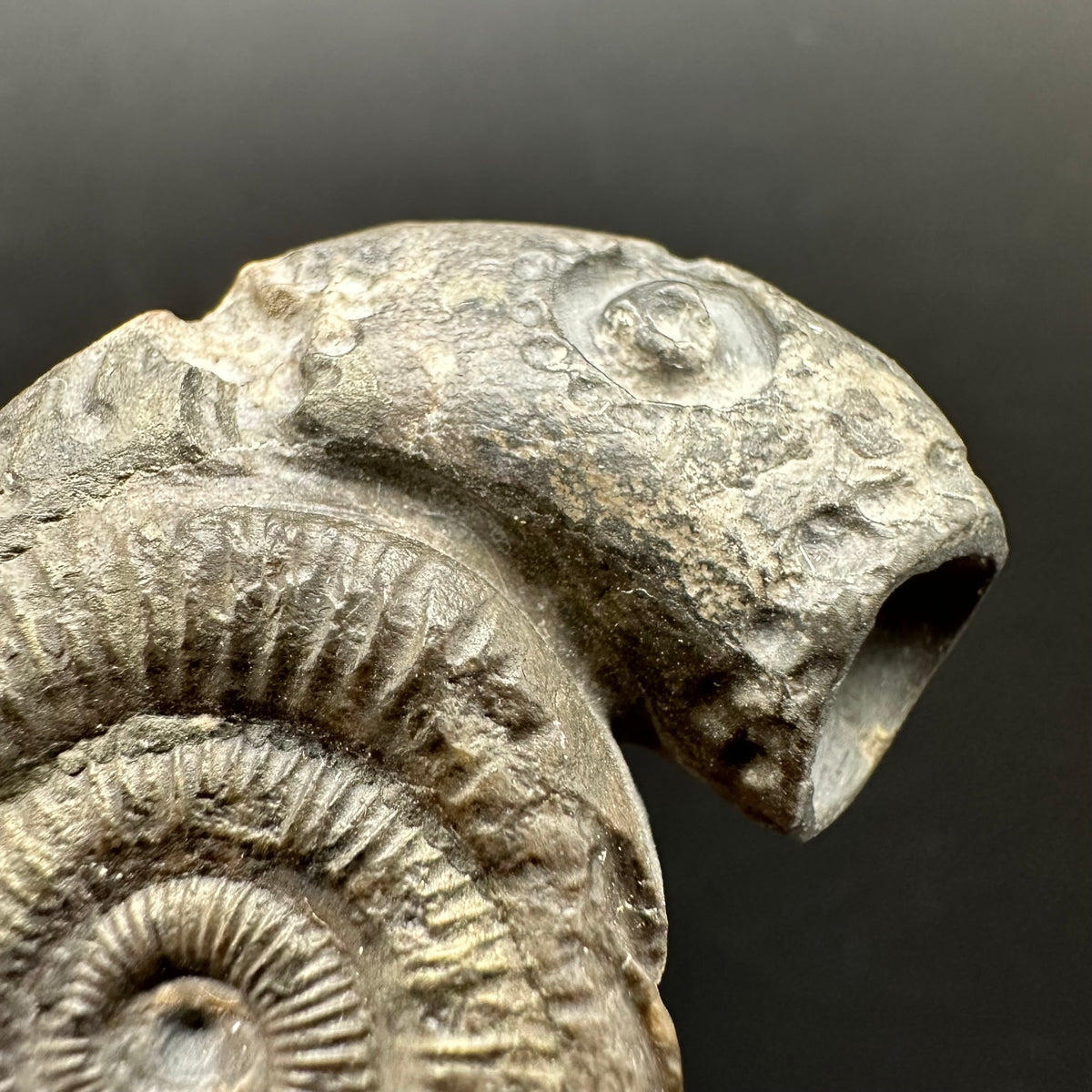 Snakestone Ammonite Fossil With Bag/Box And Stand - Whitby, North Yorkshire Jurassic Coast Yorkshire Fossils