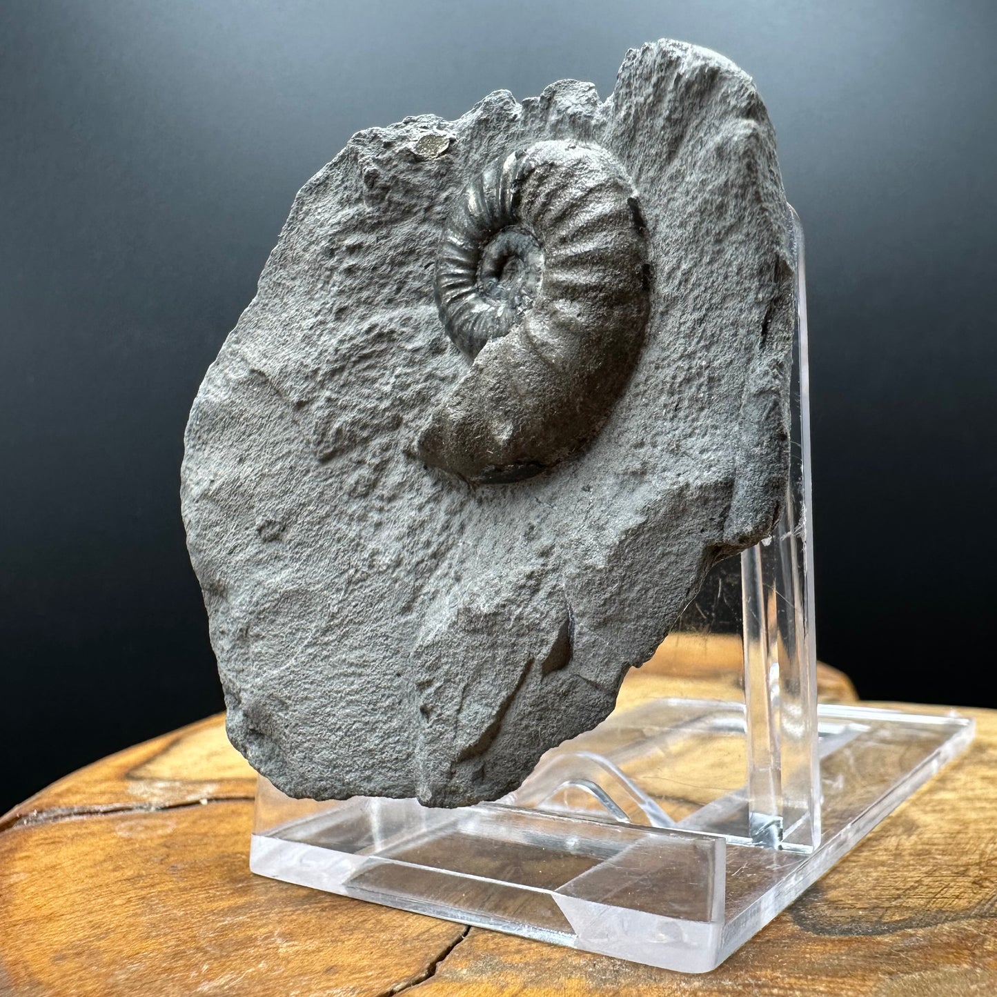 Agassiceras sp. ammonite fossil with box and stand - Whitby, North Yorkshire Jurassic Coast Yorkshire Fossils