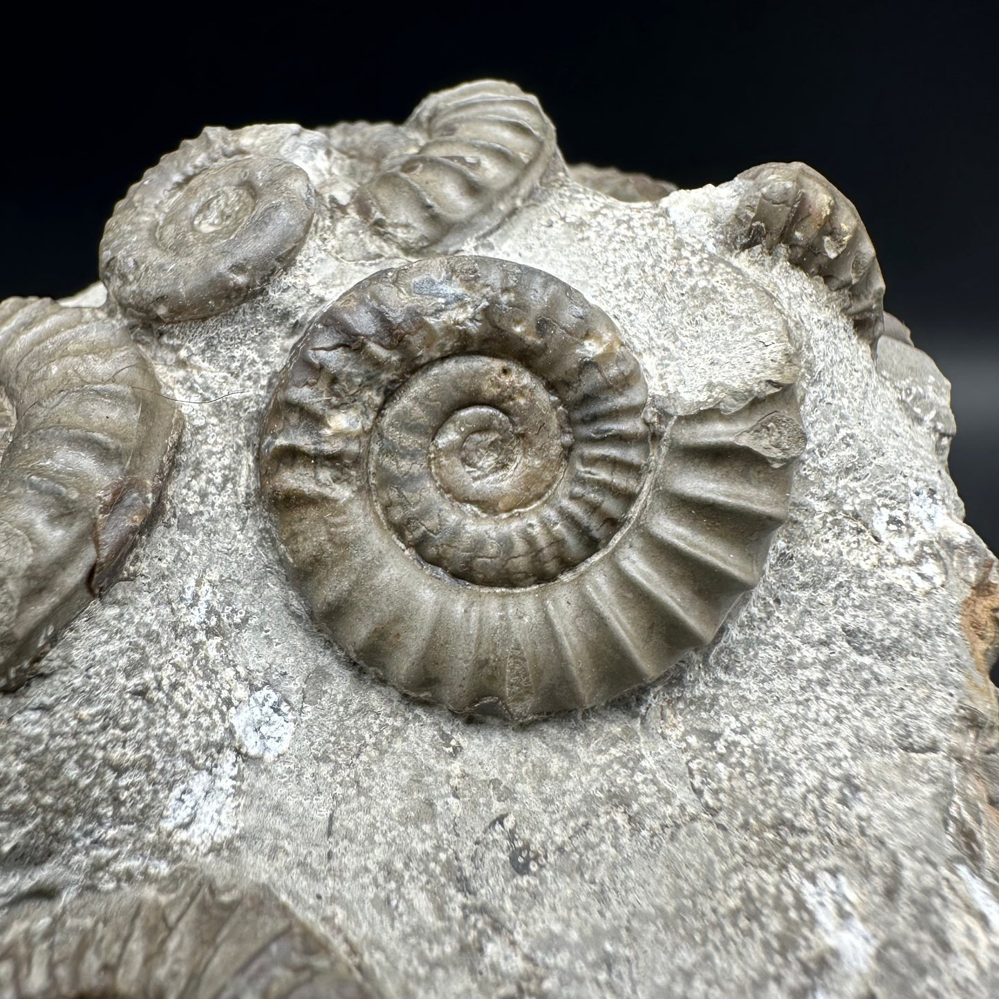 Arnioceras ammonite shell fossil with box and stand - Whitby, North Yorkshire Jurassic Coast Yorkshire Fossils