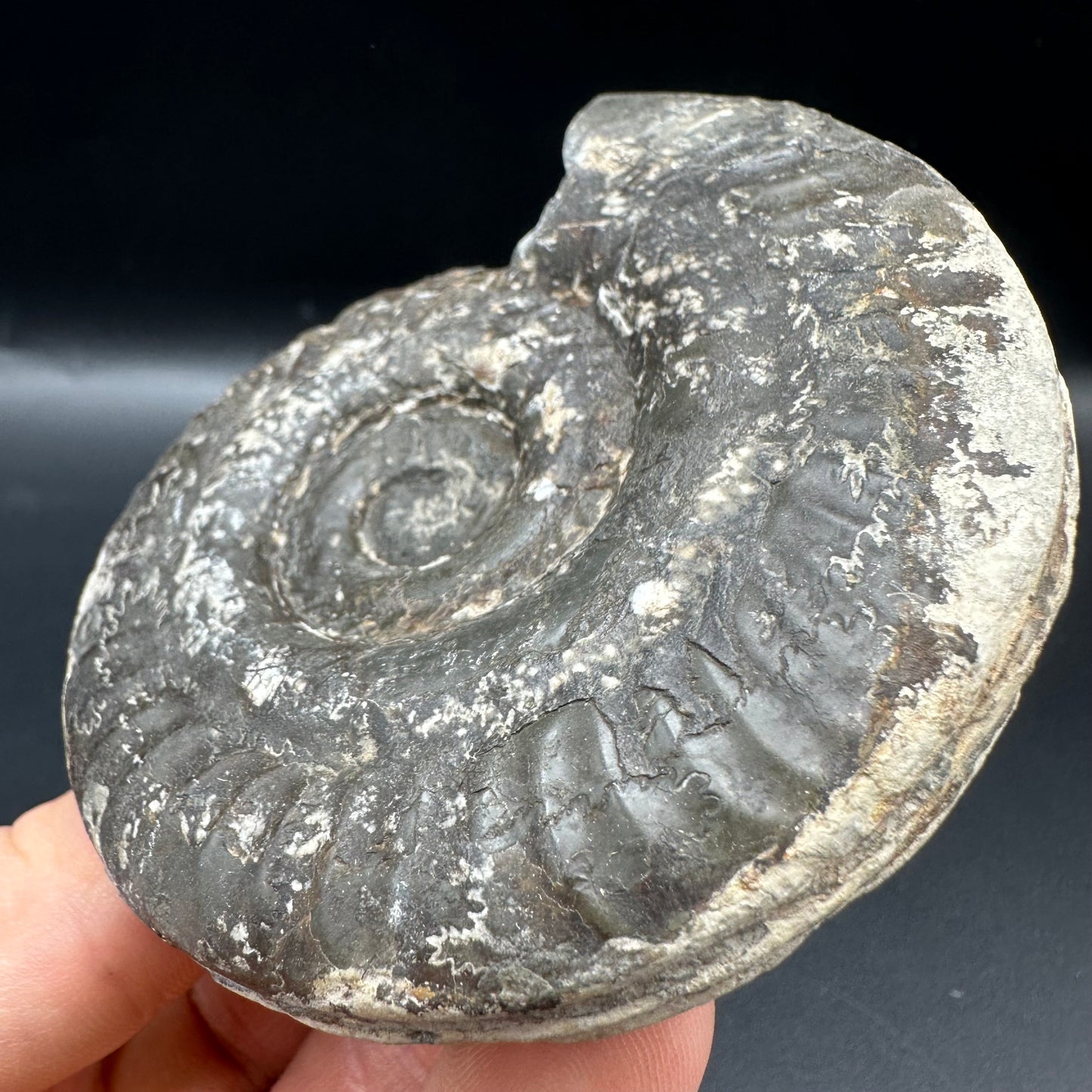 Hildoceras Bifrons Ammonite fossil with box and stand - Whitby, North Yorkshire Jurassic Coast, Yorkshire Fossils from the Jurassic Coast