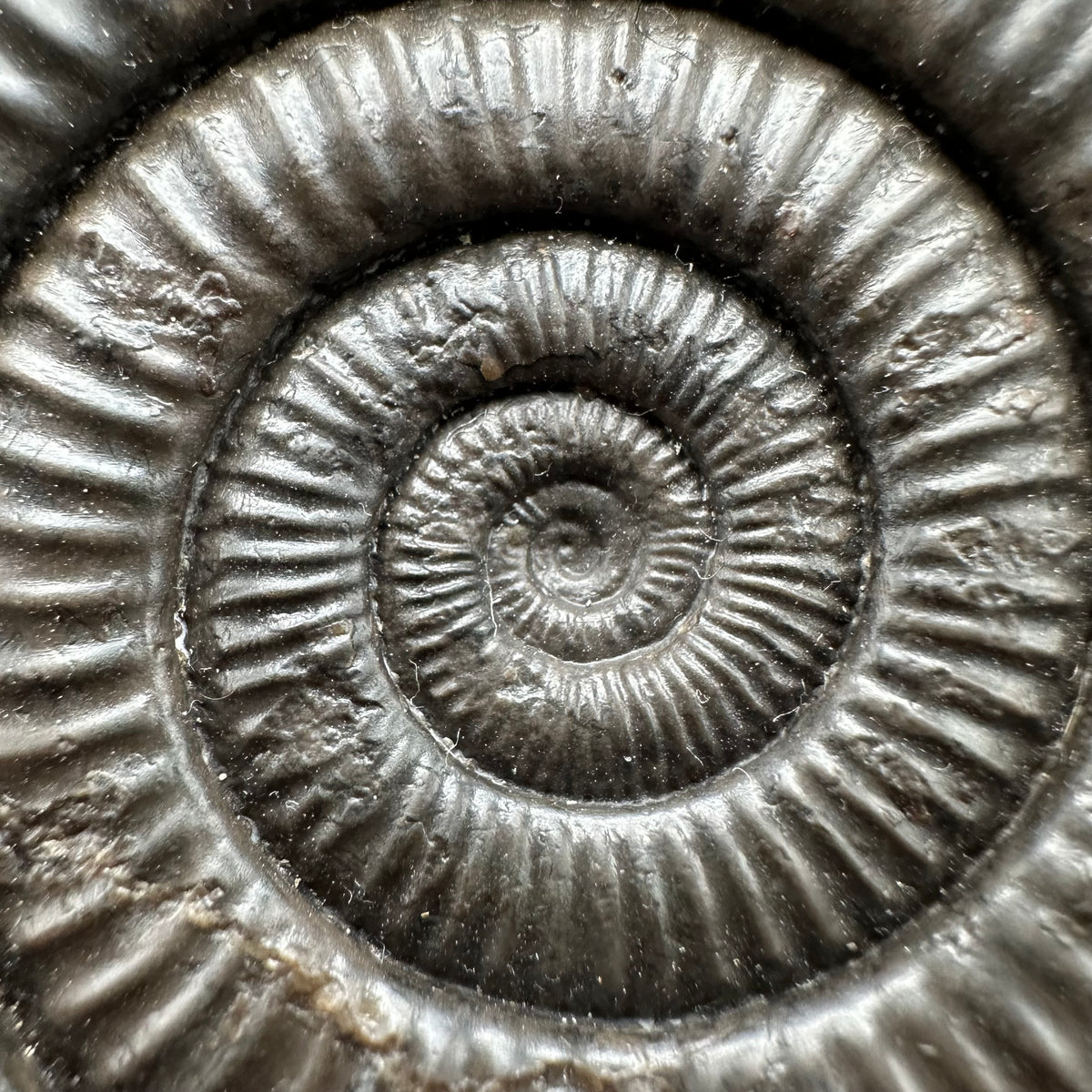 Dactylioceras Ammonite Fossil With Stand - Whitby, North Yorkshire Jurassic Coast Yorkshire Fossils