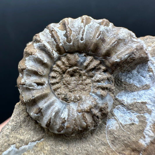 Androgynoceras capricornus Ammonite Fossil With Stand - Whitby, North Yorkshire Jurassic Coast Yorkshire Fossils