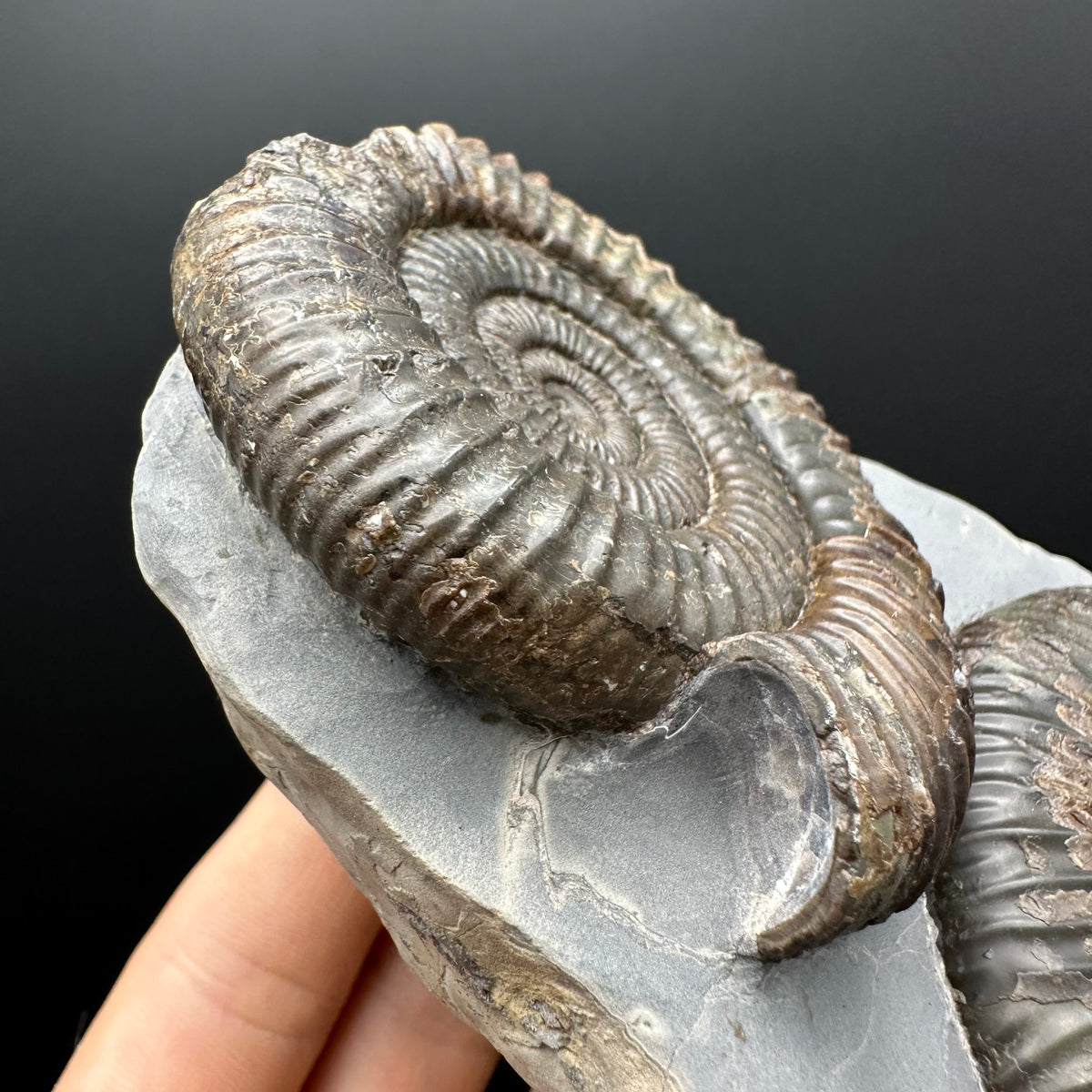 Dactylioceras Ammonite Fossil With Stand - Whitby, North Yorkshire Jurassic Coast Yorkshire Fossils