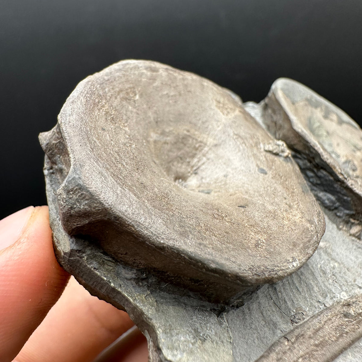 Ichthyosaur Vertebrae fossil / ribs with box and stand - Whitby, North Yorkshire Jurassic Coast, Yorkshire fossils found on the Jurassic Coast