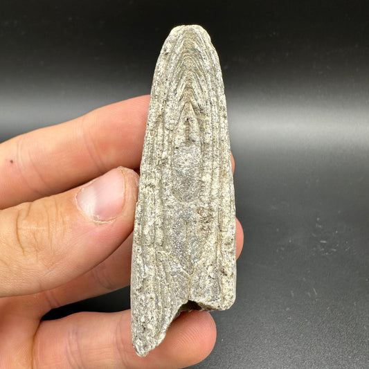 Belemnite (Fossil Squid) shell fossil - Whitby, North Yorkshire Jurassic Coast Yorkshire Fossils