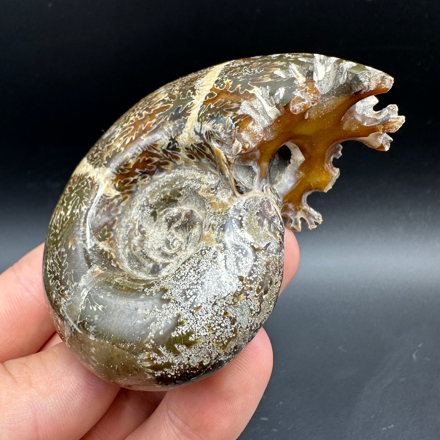Puzosia Ammonite Fossil With Box And Stand - Cretaceous Ammonite Madagascar