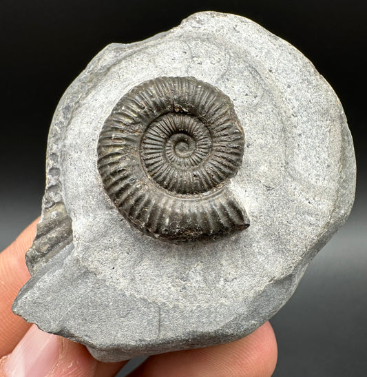 Dactylioceras Ammonite Fossil With Box And Stand - Whitby, North Yorkshire Jurassic Coast Yorkshire Fossils