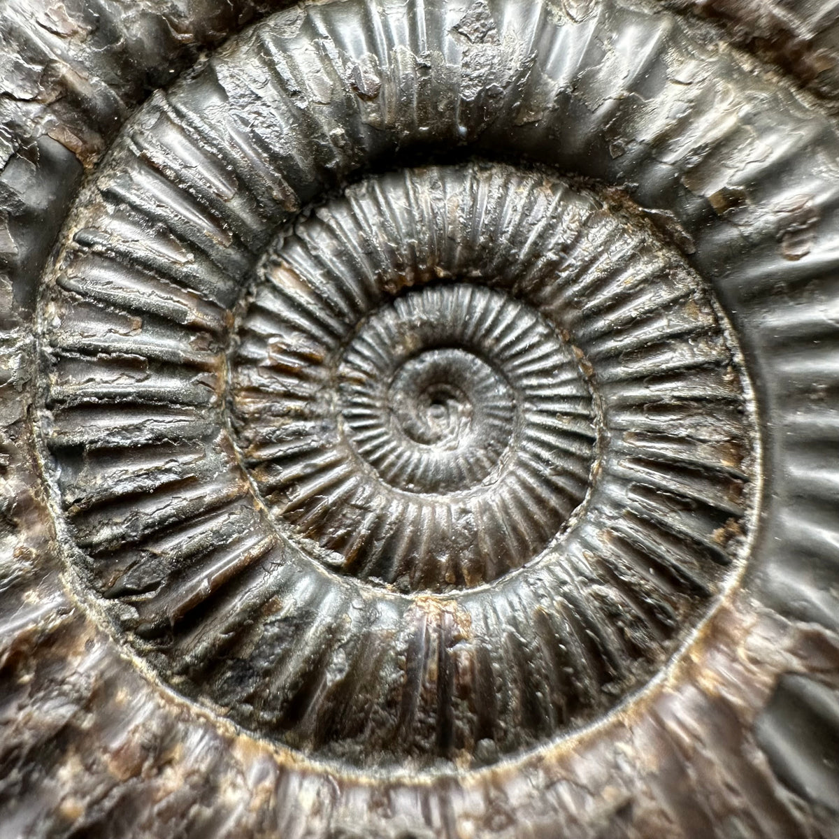 Dactylioceras Ammonite Fossil With Stand - Whitby, North Yorkshire Jurassic Coast Yorkshire Fossils