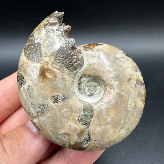 Puzosia Ammonite Fossil With Box And Stand - Cretaceous Ammonite Madagascar